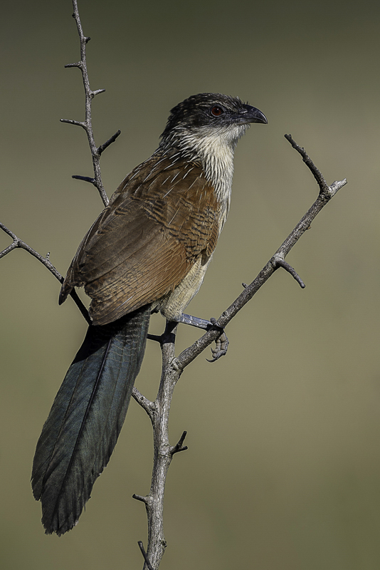 Burchell's Coucal
