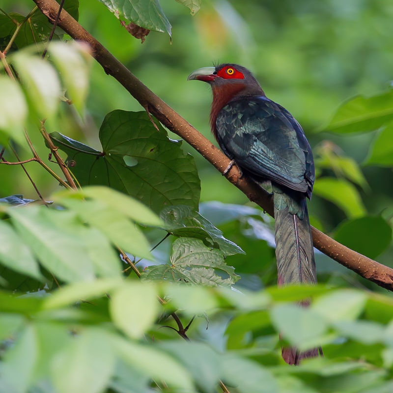 Chestnut-breasted Malkoha 