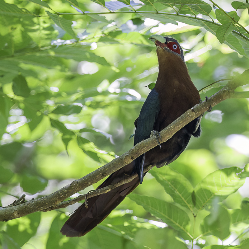 Chestnut-breasted Malkoha