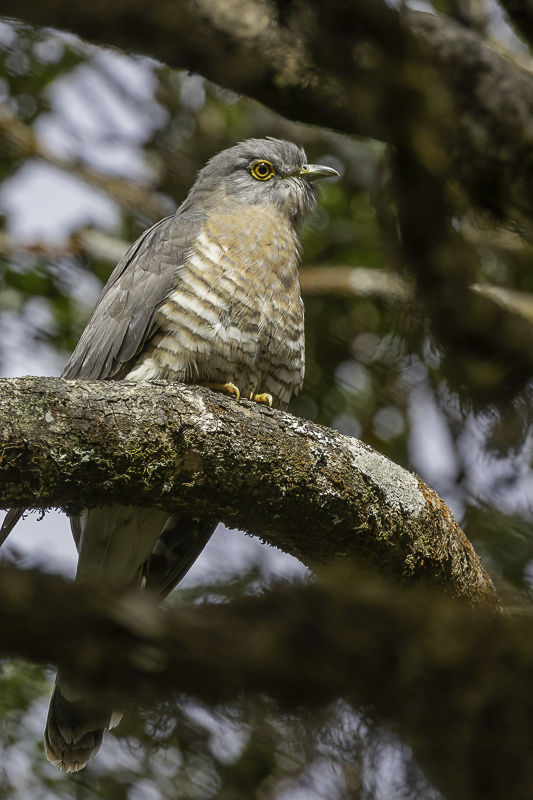 Common Hawk-Cuckoo