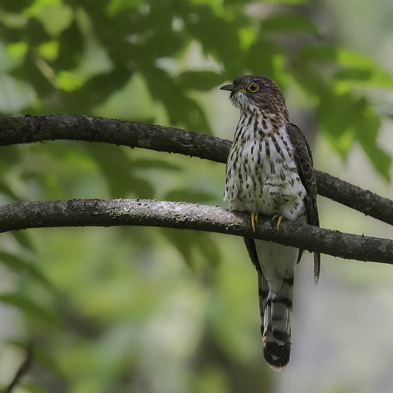 Hodgson's Hawk-Cuckoo