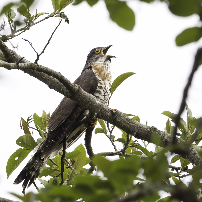 Large Hawk-Cuckoo