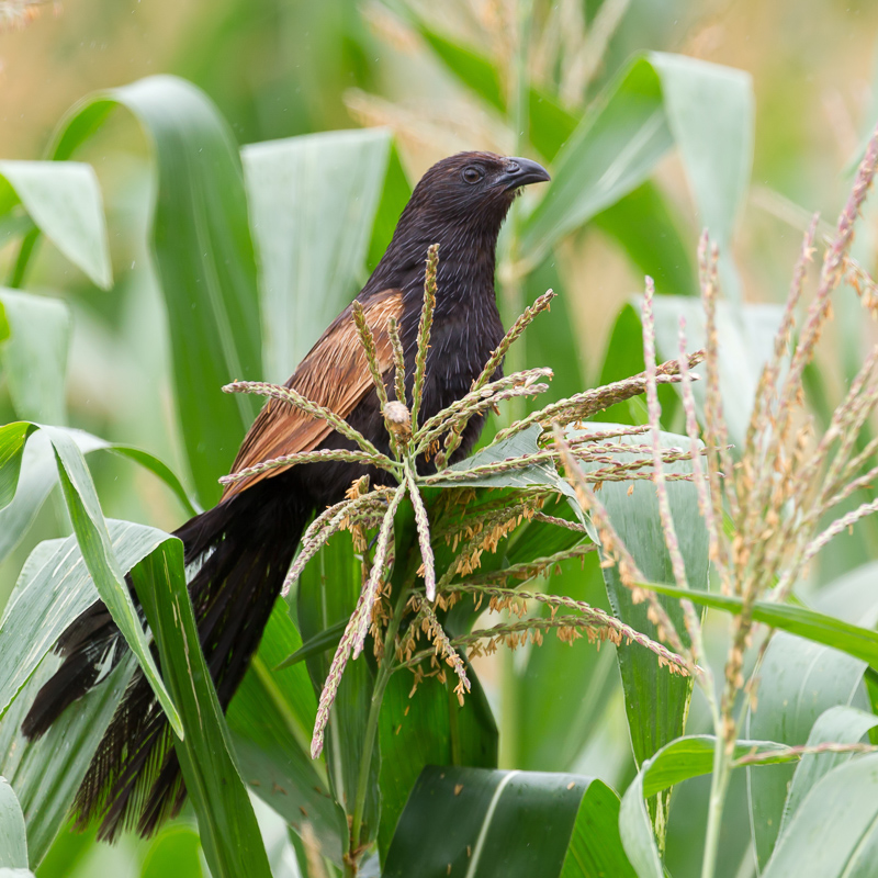 Lesser Coucal