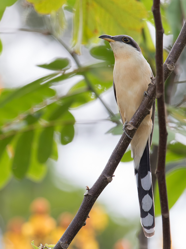 Mangrove Cuckoo