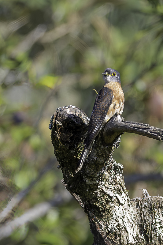 Philippine Hawk-Cuckoo