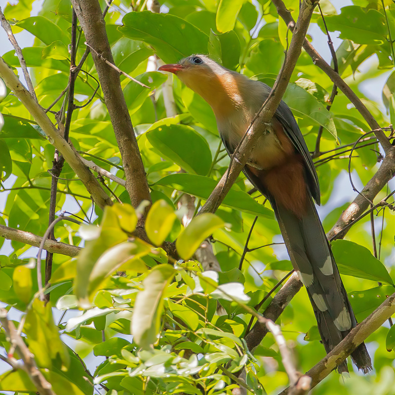 Red-billed Malkoha