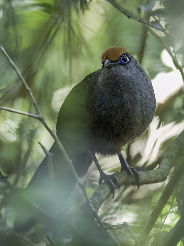 Red-fronted Coua