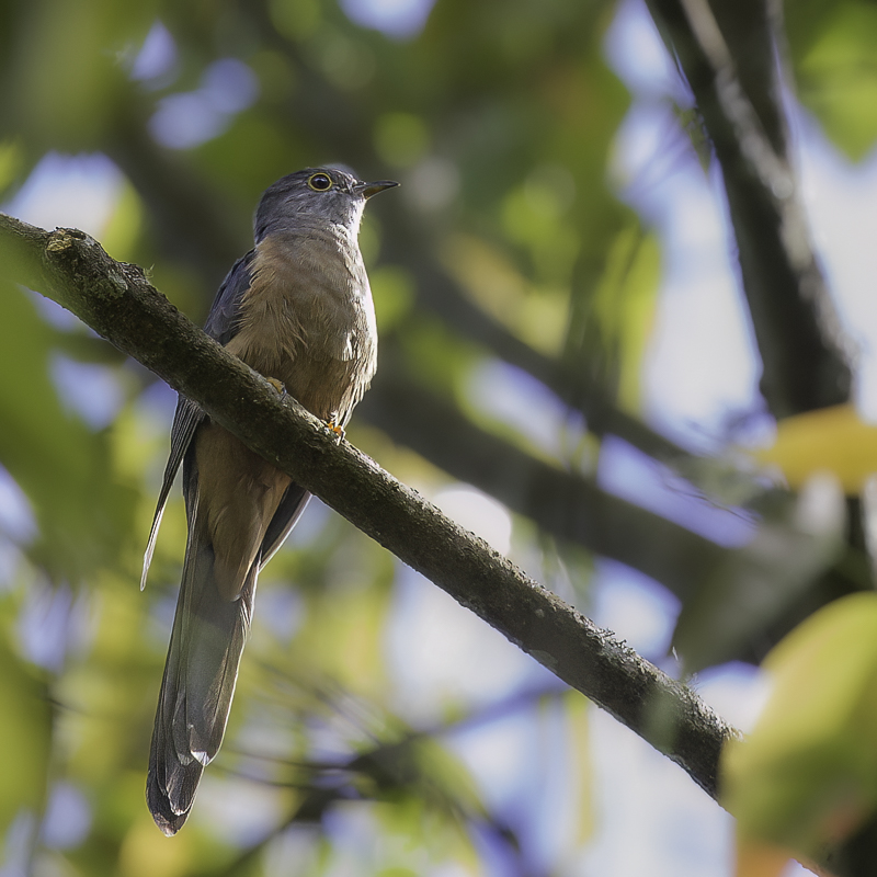 Sulawesi Brush Cuckoo