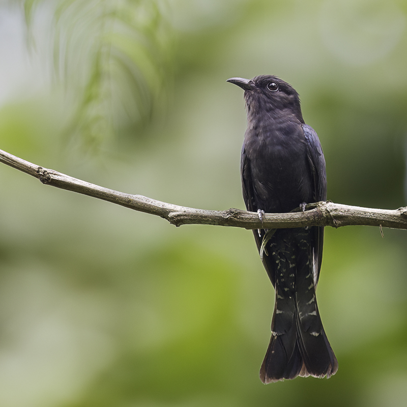 Square-tailed Drongo-Cuckoo