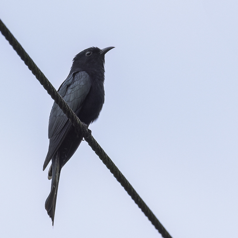 Square-tailed Drongo-Cuckoo