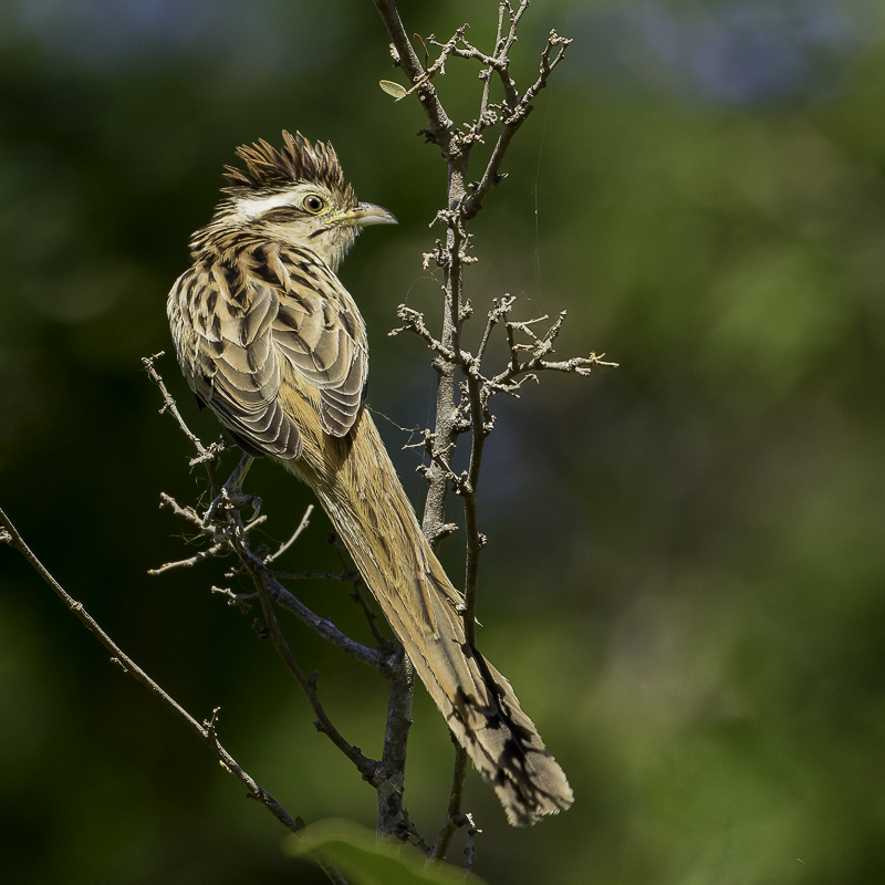 Striped Cuckoo