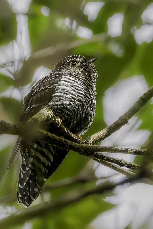 Sunda Cuckoo (j)