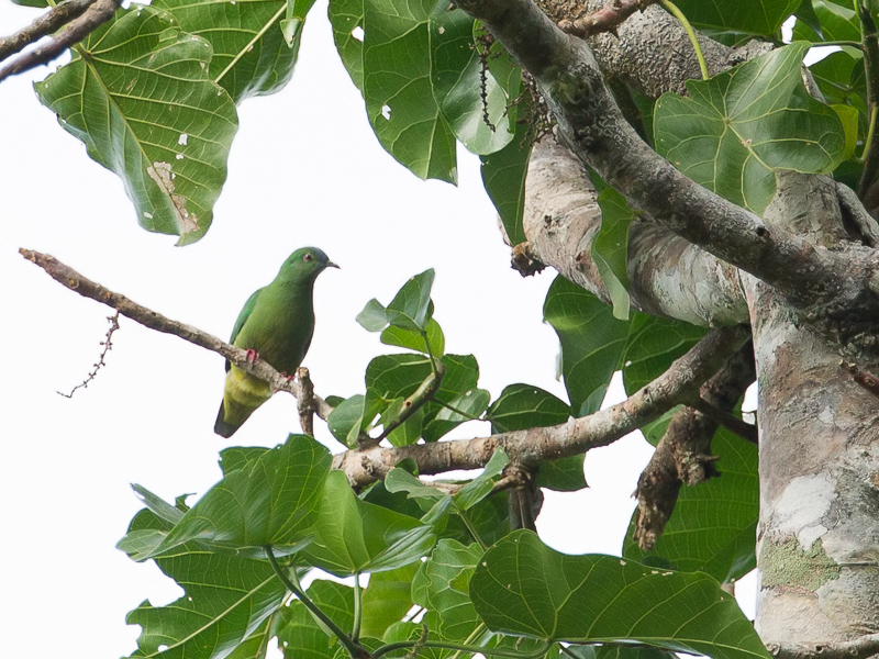 Blue-capped Fruit Dove