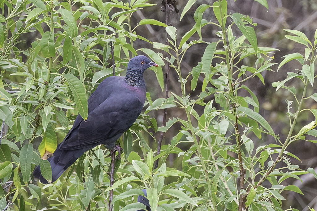 Bolles Pigeon