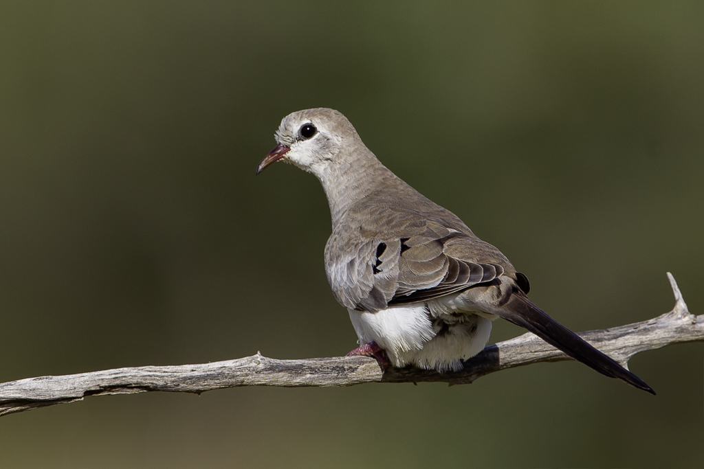 Namaqua Dove (f)