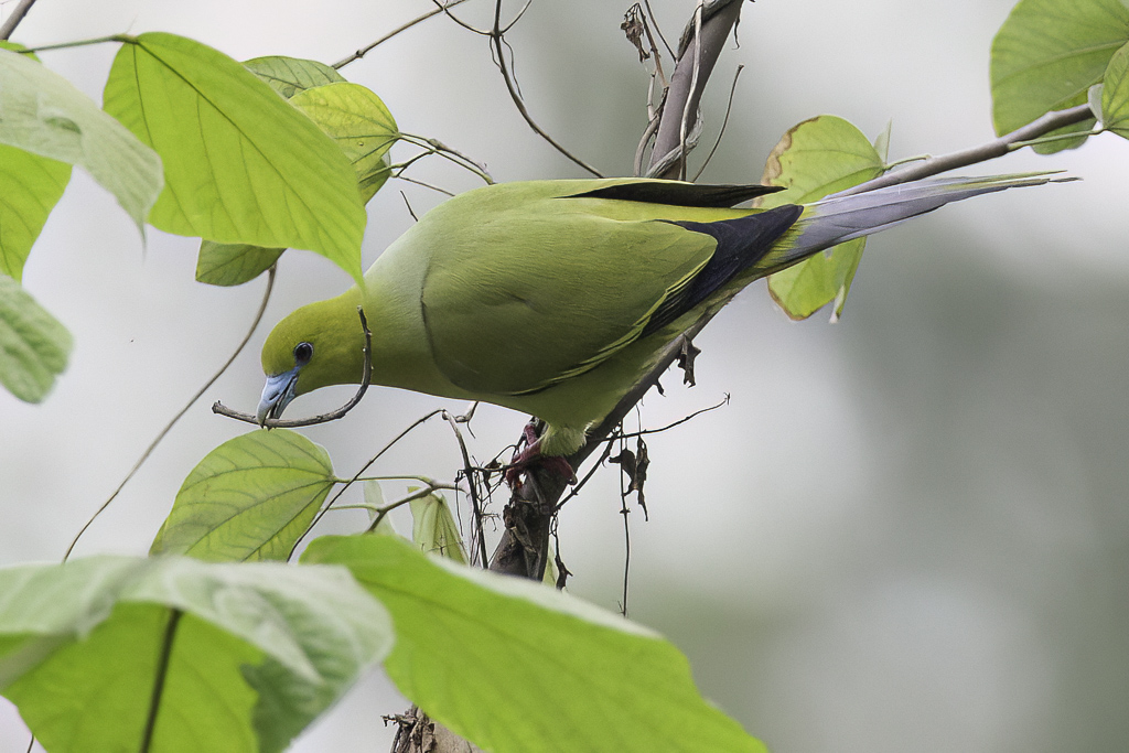 Pin-tailed Green Pigeon