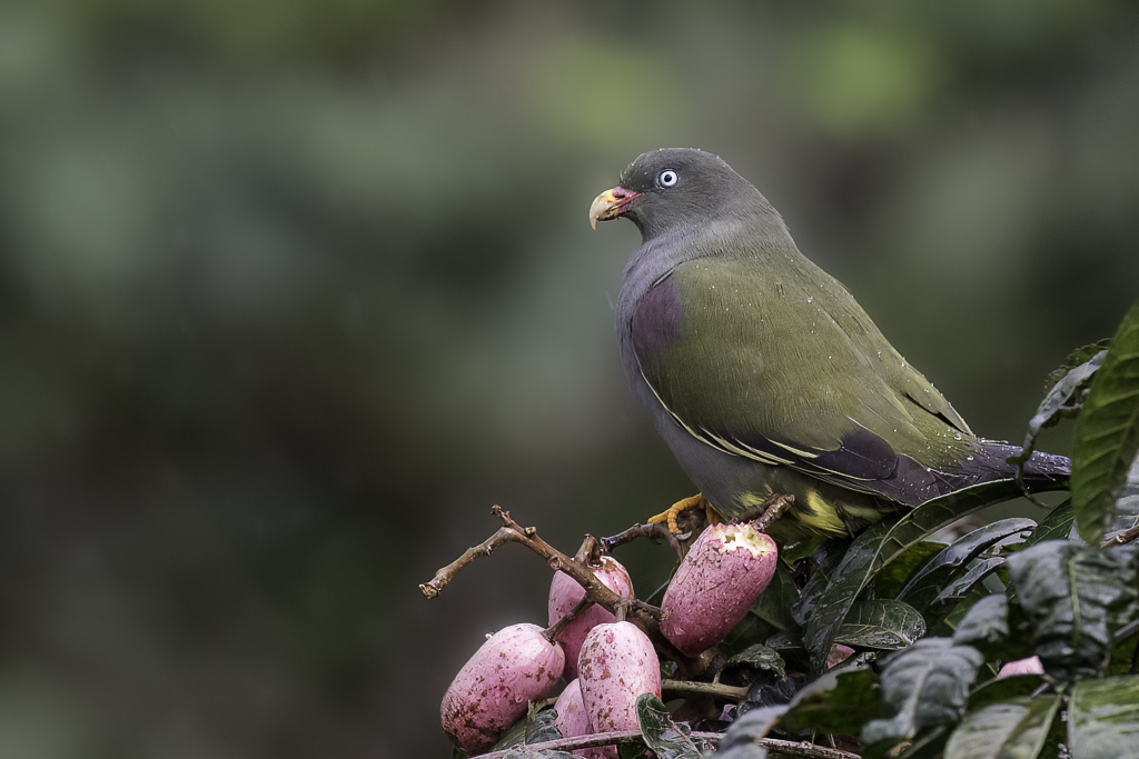 Sao Tome Green Pigeon