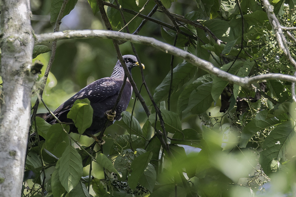 Sao Tome Olive Pigeon
