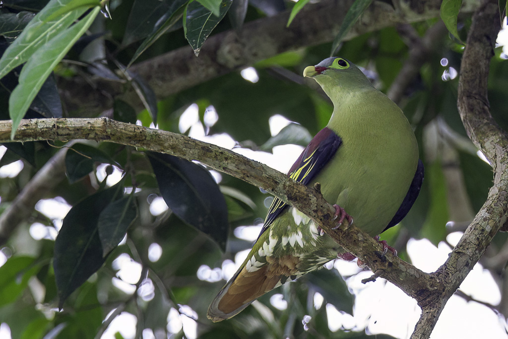Thick-billed Pigeon