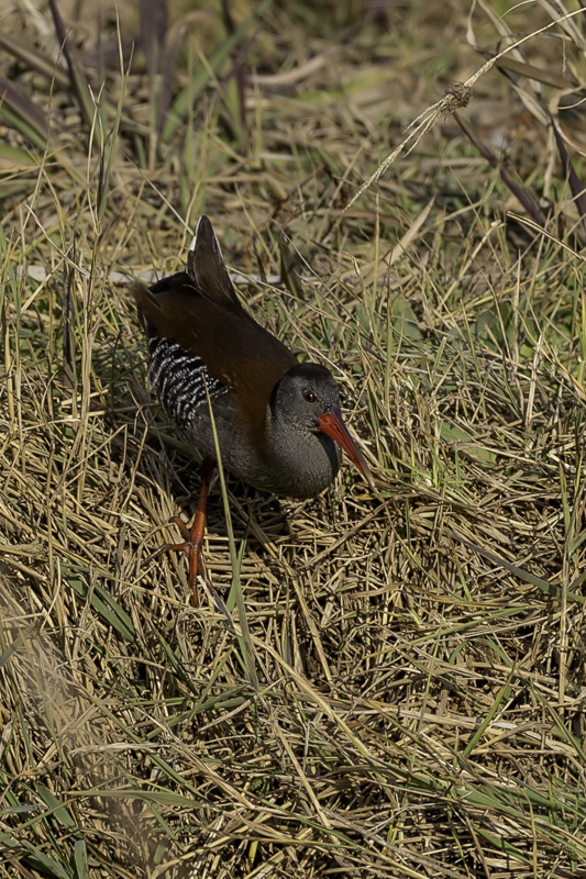 African Rail