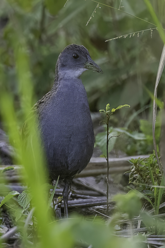 Ash-throated Crake