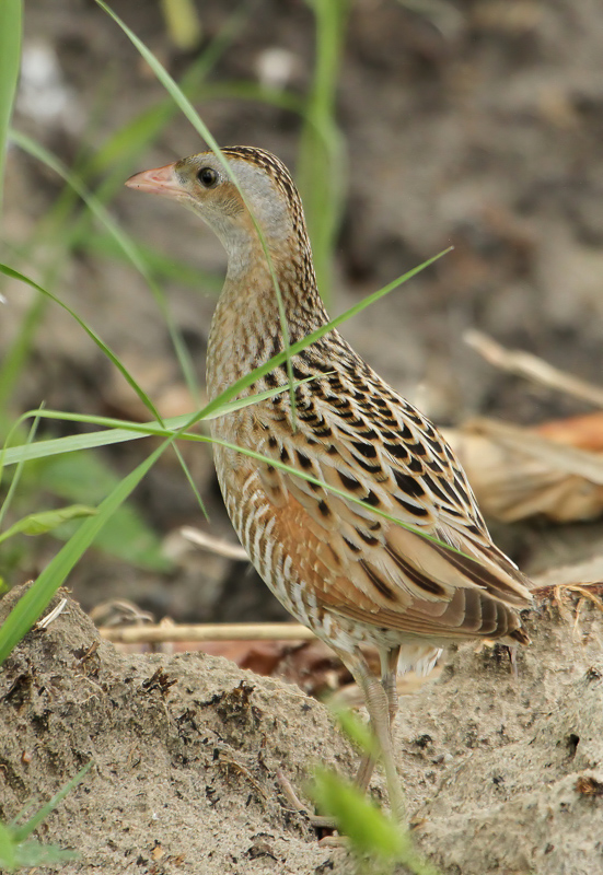 Corn Crake