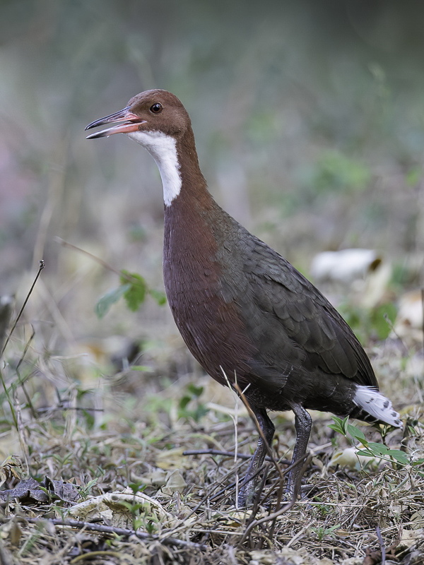 White-throated Rail