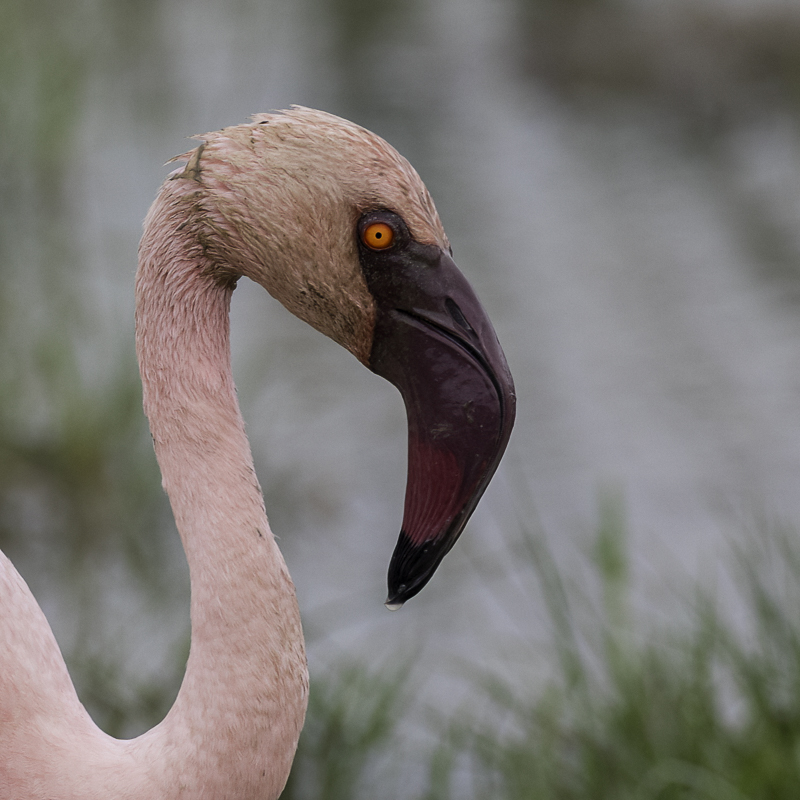 Lesser Flamingo