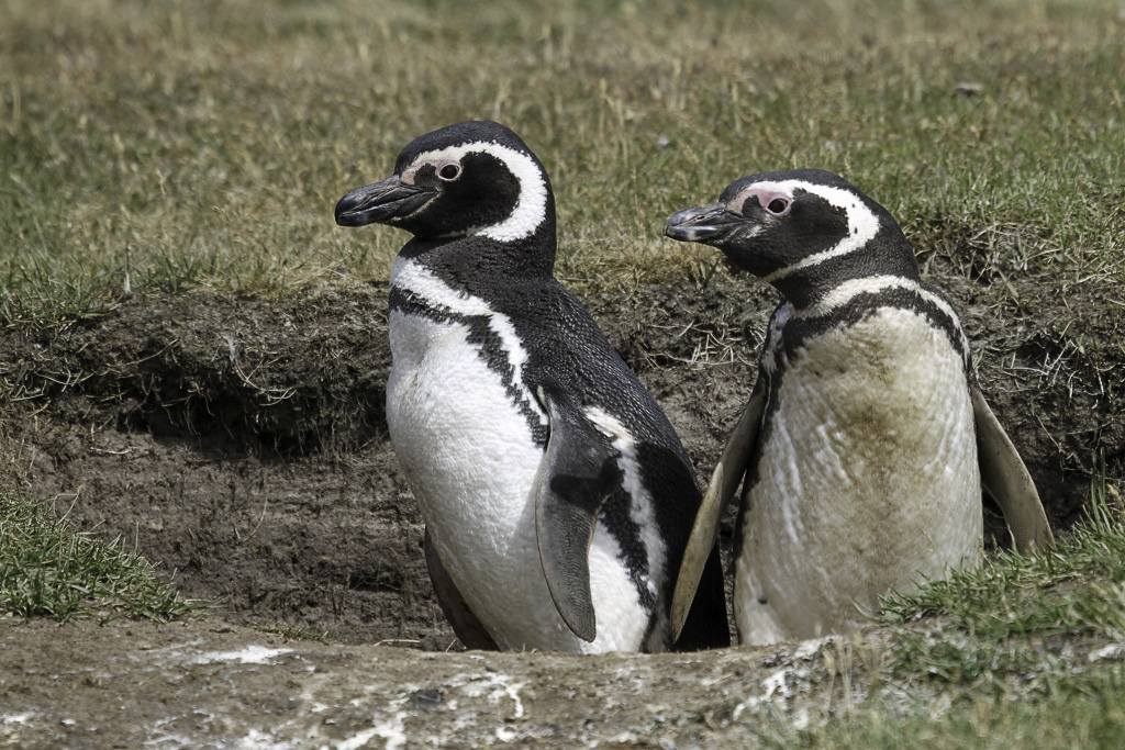 Magellanic Penguin
