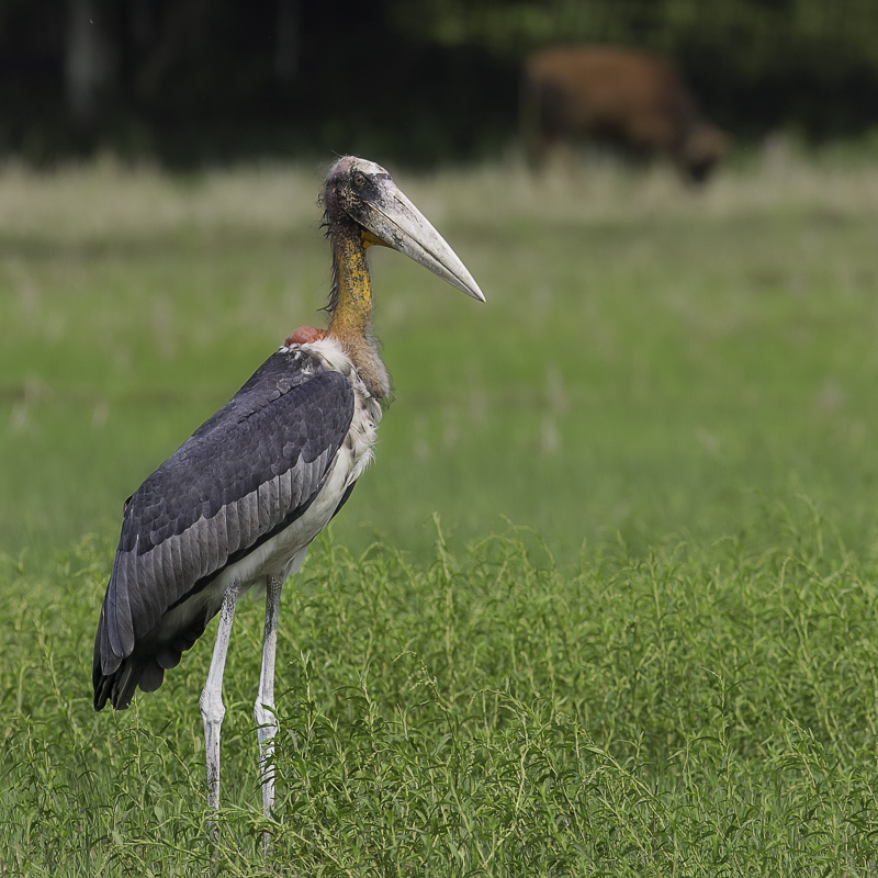 Greater Adjutant