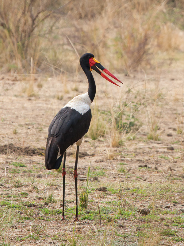 Saddle-billed Stork (m)