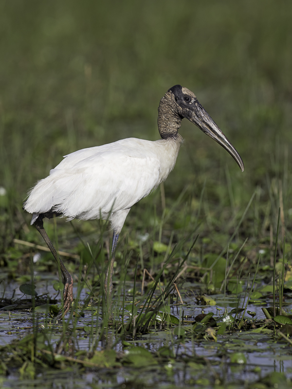 Wood Stork
