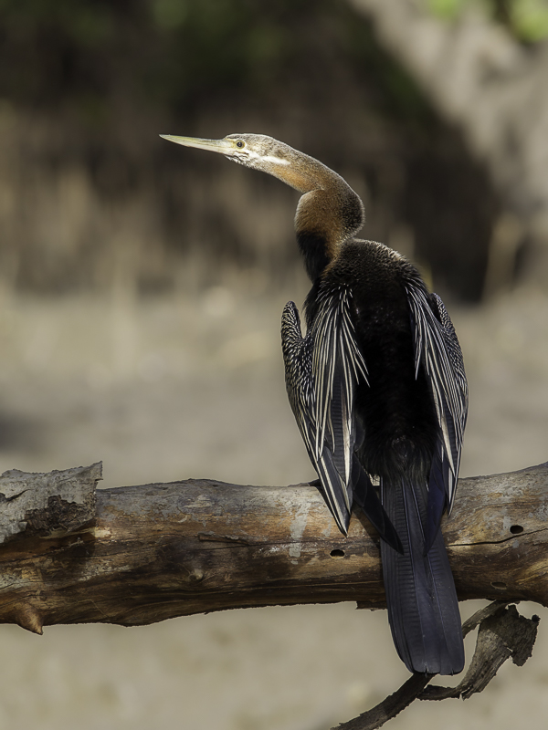 African Darter (f)