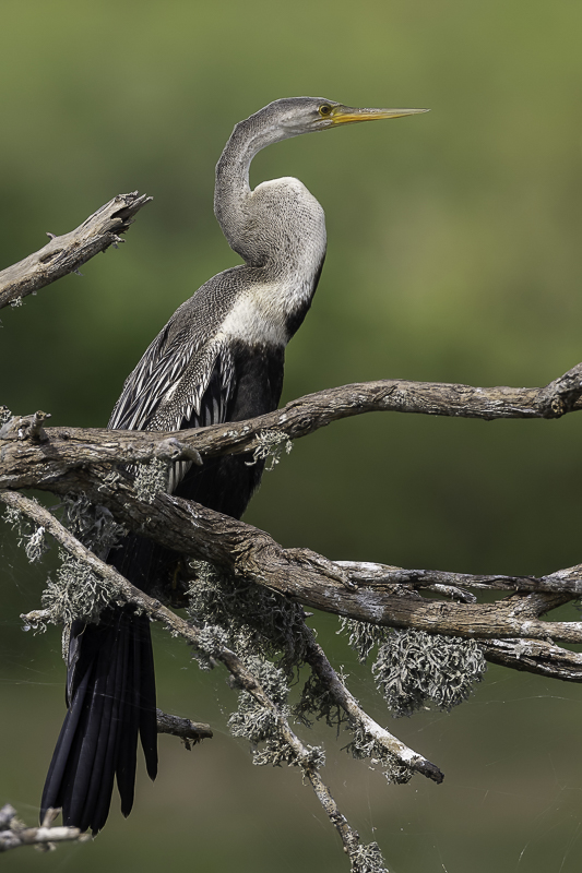 Oriental Darter (imm)