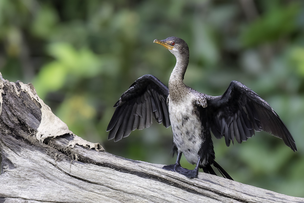 Reed Cormorant