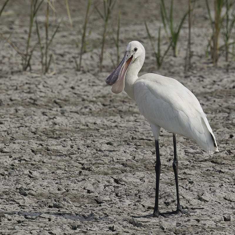 Eurasian Spoonbill