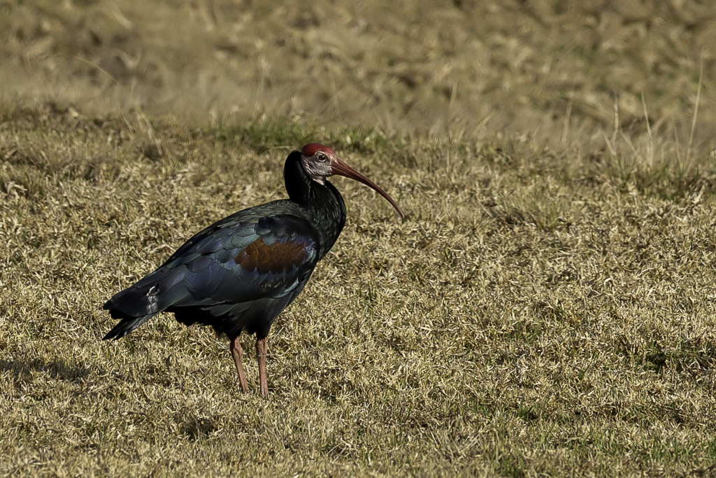 Southern Bald Ibis