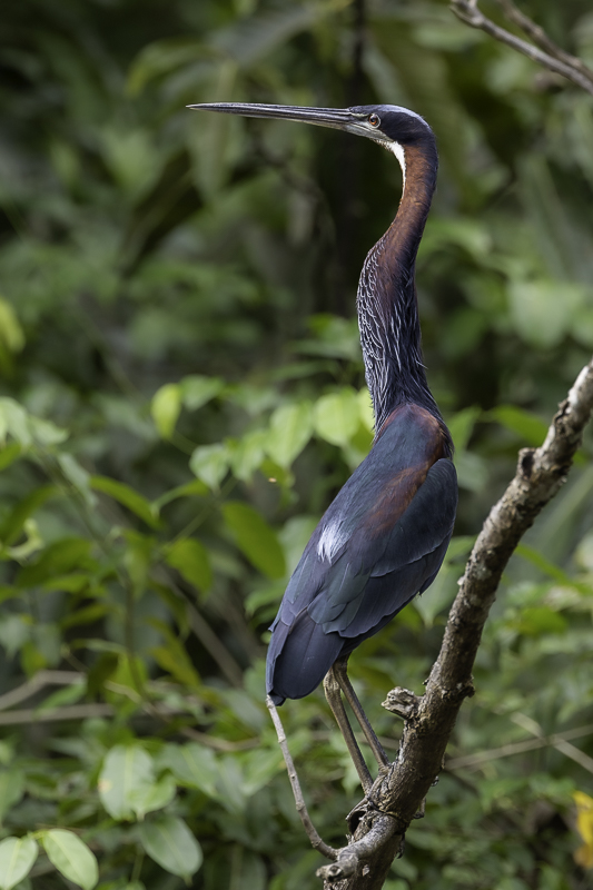 Agami Heron