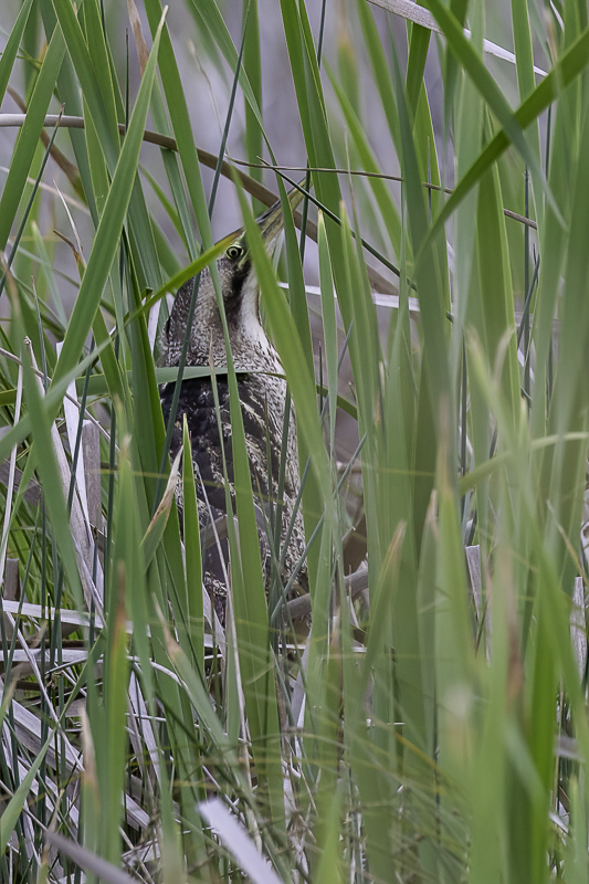 Australasian Bittern
