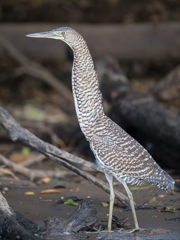 Bare-throated Tiger Heron (imm)
