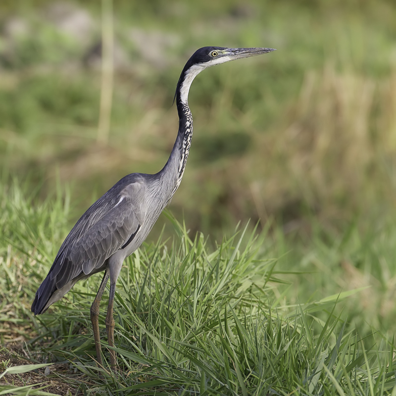 Black-headed Heron
