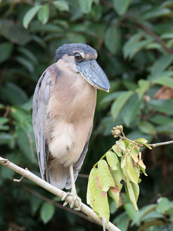 Boat-billed Heron