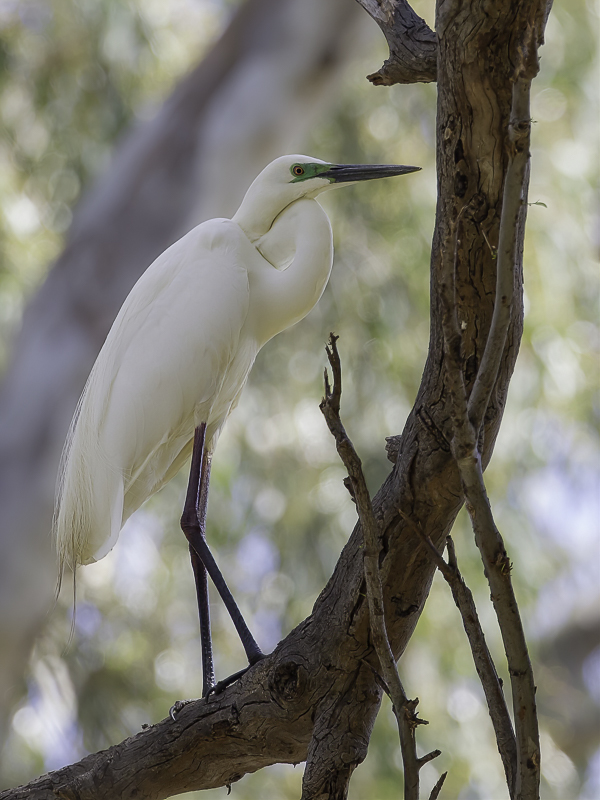 Great Egret