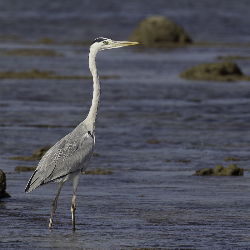 Grey Heron