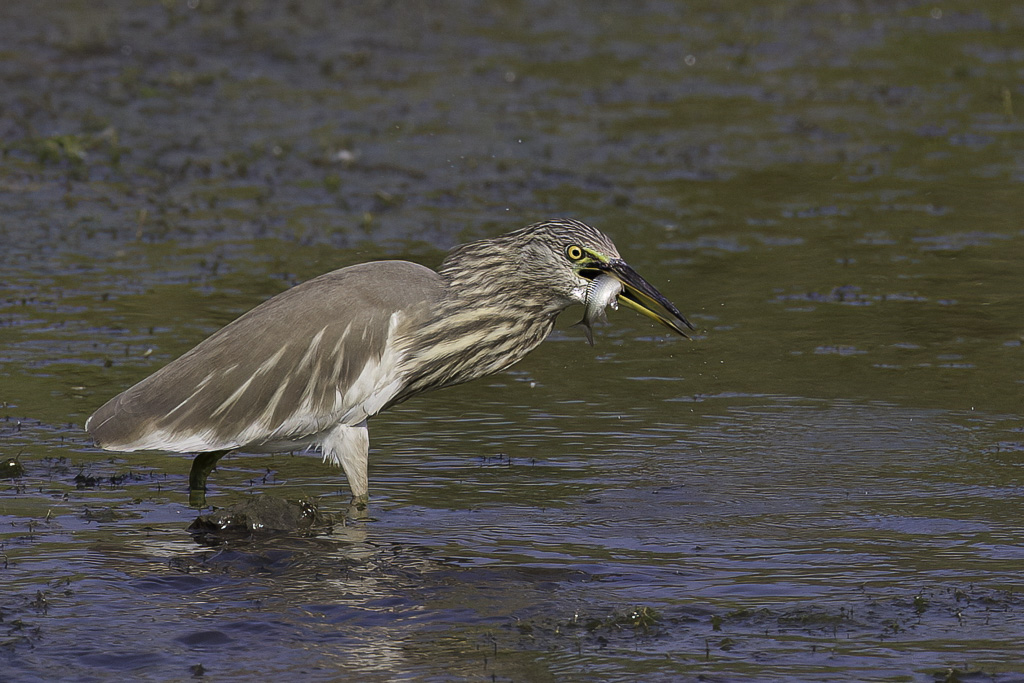 Indian Pond Heron