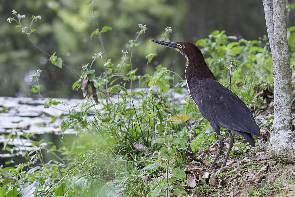 Rufescent Tiger Heron