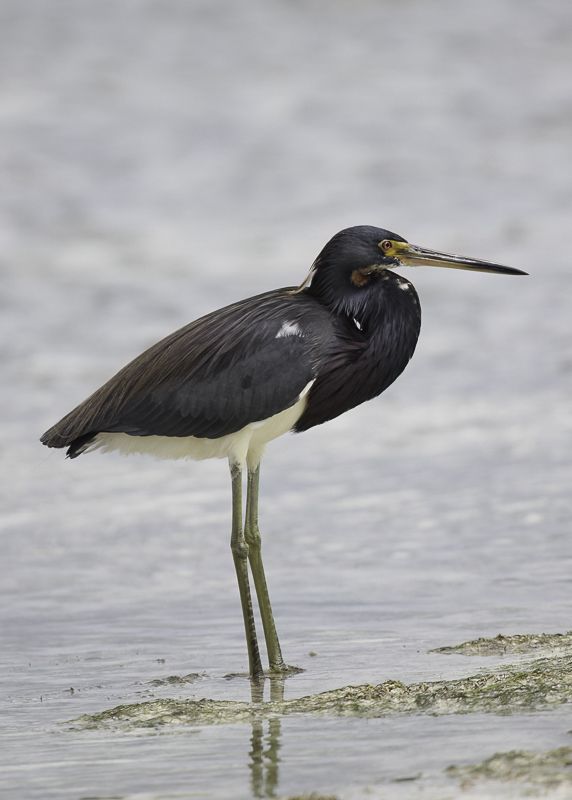 Tricolored Heron