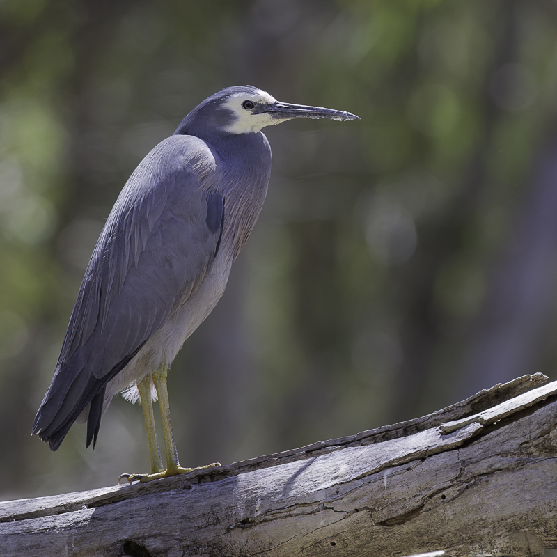 White-faced Heron