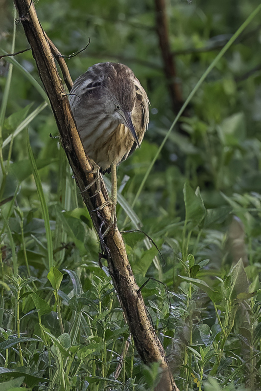 Yellow Bittern