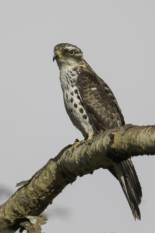 African Cuckoo-Hawk (j)